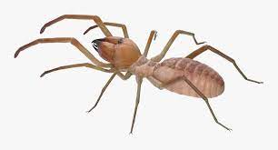 The basic implementation of langton's ant is cool, but it does the same thing every time, which gets boring. Camel Spider Rigged 3d Model 3d Model 119 Max Free3d