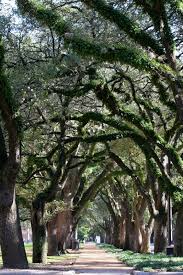 Rice Blvd In Houston Tx Houston Photography Wedding Venues Texas Houston Scenery