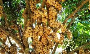 Bd march 30, 2019 agribusiness 6 comments. Pin On Exotic Fruit
