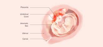 Consequently, the size of the uterus also becomes bigger. 14 Weeks Pregnant Symptoms And Baby Development Pampers