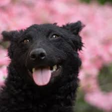 Maybe you would like to learn more about one of these? Mudi Mudi Mudi Explore Tumblr Posts And Blogs Tumgir