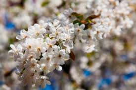This latent period is necessary for the flowers to develop properly and for the tree to yield an abundant fruit crop. Germany Apple Blossoms Flower Close Up Stockphoto