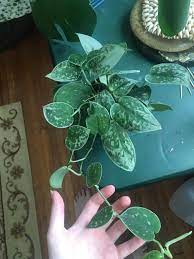 Scindapsus pictus, commonly known as silver satin pothos, is a gorgeous green and silver trailing jungle plant that will make the perfect addition to your houseplant collection! Is It True That Silver Anne Pothos And Scindapsus Pictus Pothos Are The Same Species Of Plant I Know They Look Similar But Silver Anne S Typically Have More Of The Silver Coloring