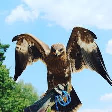 Habt Ihr Die Greifvogel Flugschau Schon Gesehen Erlebe Steppenadler Falken Habicht Und Viele Weitere Greifvogel In Unserer Animals Owl Bird