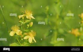 Image result for Hypericum quartinianum