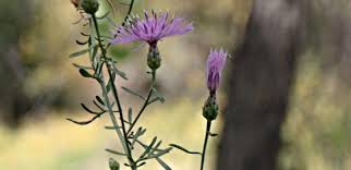 Image result for Euryops subcarnosus