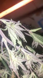 Check spelling or type a new query. Spider Mites Infested My Harvest What Should I Do Grasscity Forums The 1 Marijuana Community Online