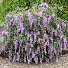 Image result for buddleia davidii