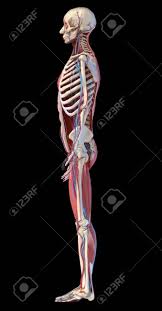 We did not find results for: Human Anatomy Full Body Skeletal Muscular And Cardiovascular Systems Side View On Black Background 3d Illustration Stock Photo Picture And Royalty Free Image Image 130760066