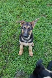 We did not find results for: German Shepherd Dog Puppy For Sale In Fountain Inn Sc Usa Gender Female Age 15 Weeks Old N German Shepherd Dogs German Shepherd Puppies Dogs And Puppies