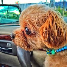 チワプー チワワ プードル ロングコートチワワ 愛犬 多頭飼い ドライブ dog drive love dogs chihuahua poodle dogstagram instadog チワワ ロングコートチワワ プードル