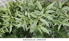 Image result for Justicia phyllostachys