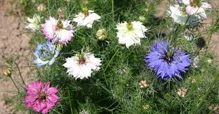 Объяснить это легко, поскольку семена калинджи, действительно, внешне схожи с семенами лука. Chernushka Posevnaya I Chernushka Damasskaya V Prirode I Na Dache