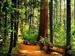 1600x1200 Redwoods Backgrounds And Wallpapers Wallpapersafari Tree Seeds Giant Sequoia Trees Sequoiadendron Giganteum