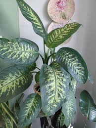 Image result for dieffenbachia flower