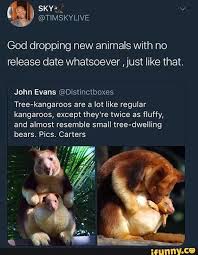 God Dropping New Animals With No Release Date Whatsoever Just Like That John Evans Distinctboxes Tree Kangaroos Are A Lot Like Regular Kangaroos Except They Funny Animal Fails Cute Animals Funny Animals