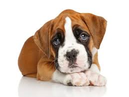 Contact toledo boxer breeders near you using our free boxer breeder search tool below! Jeeves Knows