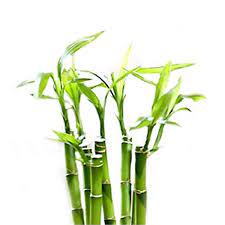 Add bamboo sticks of varying lengths and thicknesses to an artificial or fresh flower arrangement. Lucky Bamboo Individual Bamboo Sticks From Easternleaf Com Our Lucky Bamboo Stalks Are Selected From The Taiwan Species Which Are Stronger And Thicker When Compared To The More Commonly Sold China Species