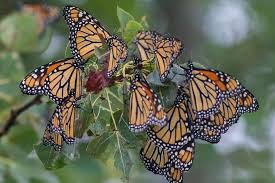 Black And Red Caterpillar Michigan Monarch Migration Has Begun In Michigan Where To See This Magical Phenomenon Monarch Butterfly Migration Mother Nature Monarch