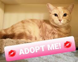 3,778 likes · 225 talking about this · 68 were here. The Cat Practice On Twitter Adopt This Sweetie In Nyc Today Myra Is A Young Cat That Came To Us W Milo From A Retired Rescue Come See Them At My Office