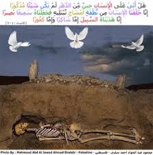 العزة لله جميعا كل من عليها فان محمود شلبي