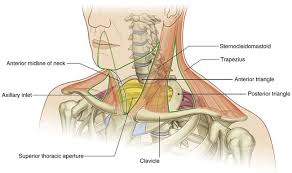 It is located in the anterior portion of the abdominal cavity in most vertebrates. Head And Neck Clinical Gate