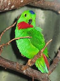 Mar 19, 2020 · burung serindit yang berasal dari indonesia sendiri ada 5 jenis spesies yakni burung serindit jawa, maluku, sulawesi, papua, dan juga flores. Serindit Wikipedia Bahasa Indonesia Ensiklopedia Bebas