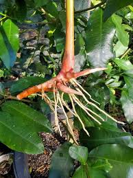 Image result for Aframomum angustifolium