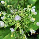 Image result for Aneilema beniniense