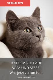 Fast jede katze hat einmal solch eine phase, katzenmenschen kennen dieses problem also. Pin Auf Verhalten Von Katzen Verstehen Von Katzen