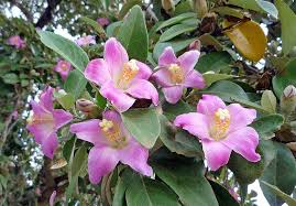 Image result for Lagunaria patersonia