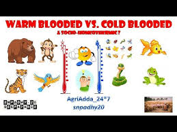 What animals are warm blooded and give birth live young? Warm Blooded Vs Cold Blooded Animals Socio Homeothermic Animals Youtube