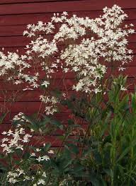 Image result for Clematis recta atropurpurea