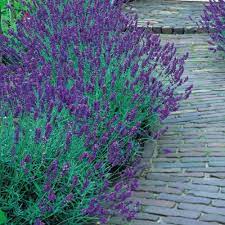 Pin By David Holloway On Lavender Munstead Lavender Cottage Garden Plants When To Plant Lavender