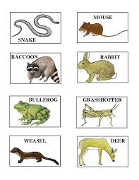 Build A Food Web Game Exploring Nature Educational Resource Fourth Grade Science Food Web Homeschool Science