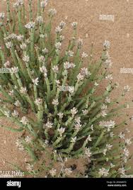 Image result for Arthraerua