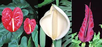 Image result for Araceae