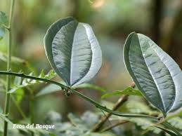 Image result for Smilacaceae