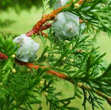 Image result for Cupressaceae