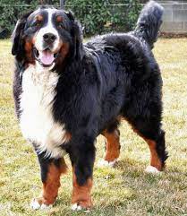 Die dürrbächler, wie man die urväter der berner sennenhunde nannte, kommen aus einem kleinen weiler namens dürrbach in der schweiz. Berner Sennenhund Rassebeschreibung Wesen Haltung Und Pflege