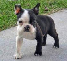 Many people think the boston terrier only comes in black and white. Blue Boston Terrier Puppies For Sale In Michigan Pets Lovers