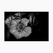 Image about black and white in drowning by t ǻ l ǻ. Teeny Weeny Wall Art Redbubble