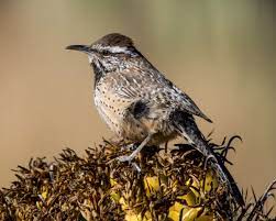 Problematic because it involves the consideration. Birdist Rule 96 Know Which Wrens Live Near You Audubon