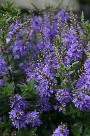 Pin On Gardening