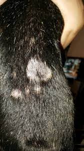 We did not find results for: Boston Terrier Has Bald Spots Thriftyfun