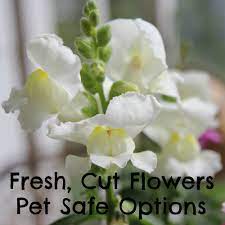 Maybe you would like to learn more about one of these? Pet Safe Fresh Cut Flowers Options