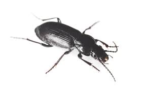 Basement Black Beetle Bug In House Black Beetle Control And Treatments For The Home Yard And Garden