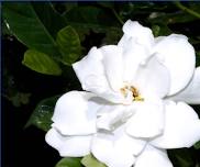 Ashton Ferns Blooming Gardenia Bonsai Class