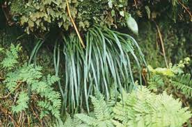 Image result for Vittaria reekmansii