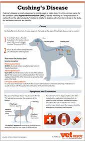 These glands produce important hormones that regulate crucial body functions. Cushing Disease In Dogs